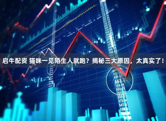 启牛配资 猫咪一见陌生人就跑？揭秘三大原因，太真实了！